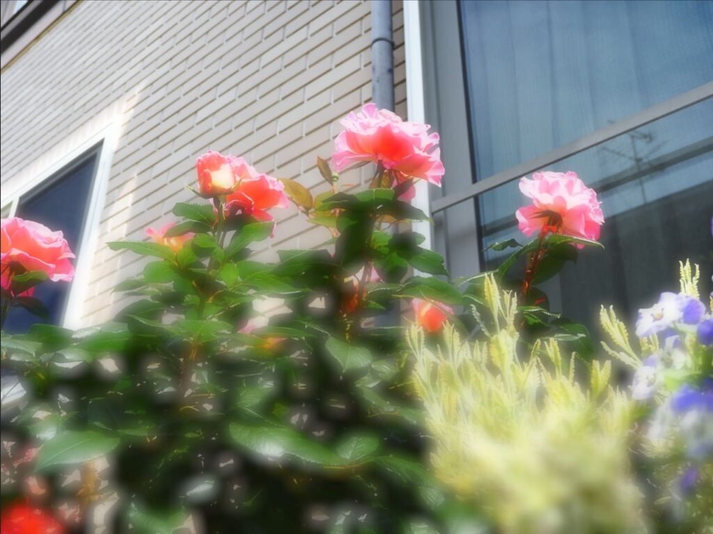 PhotoDirector365の検証画像