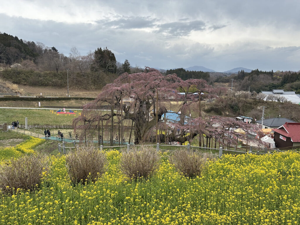 三春の滝桜