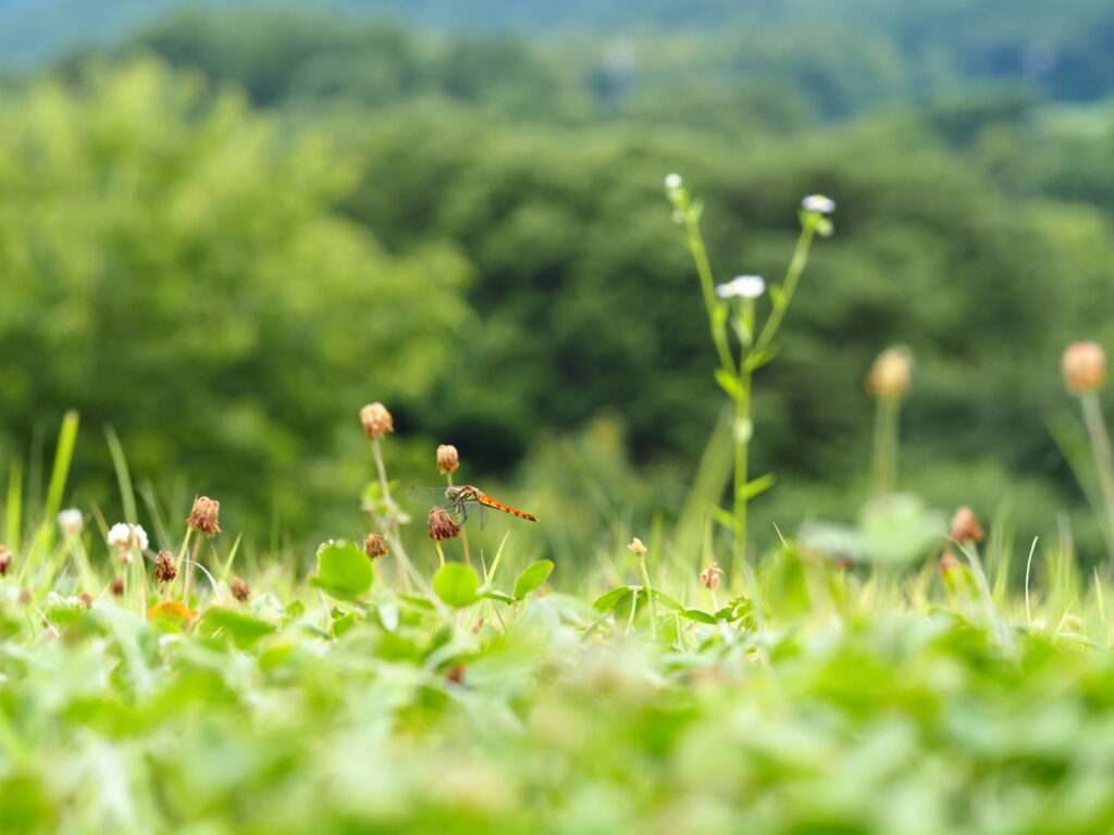 近所の公園で撮ったトンボの写真